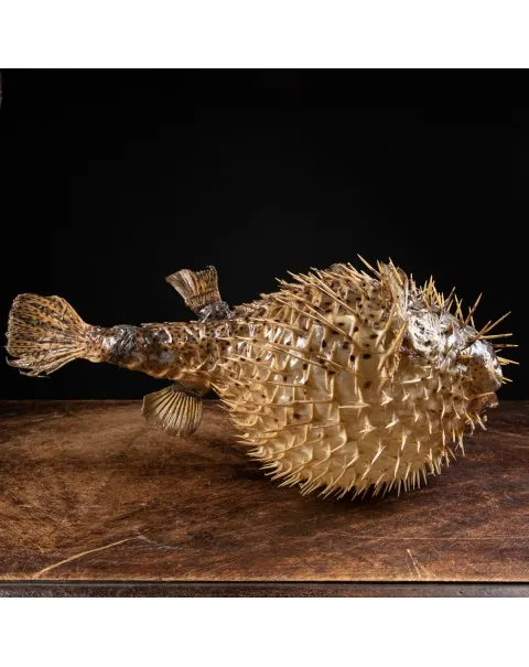Pesce Istrice - Diodon Histrix