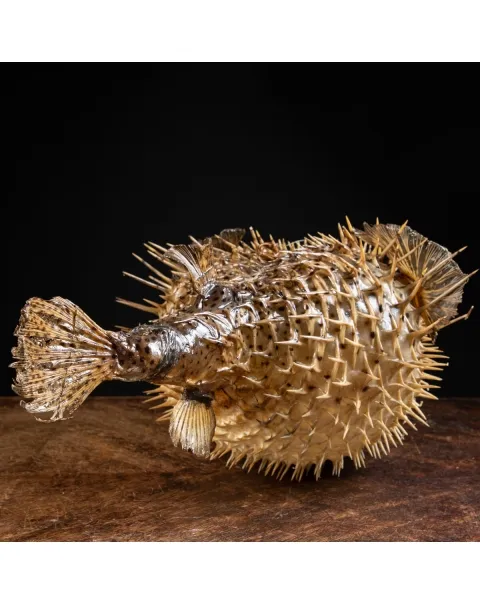 Pesce Istrice - Diodon Histrix