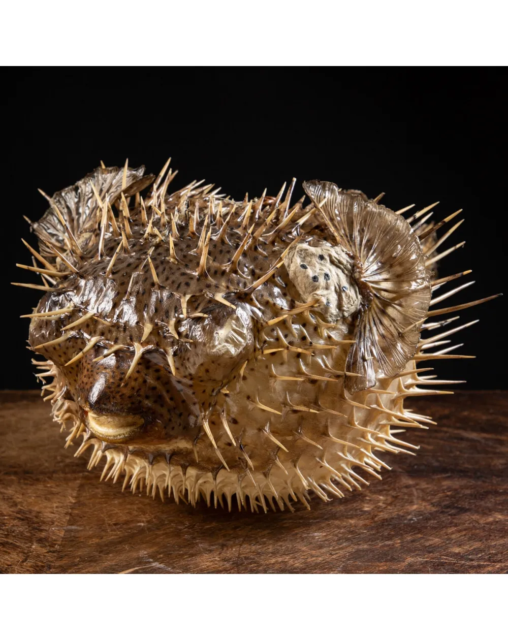 Pesce Istrice - Diodon Histrix