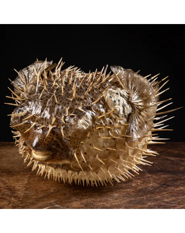 Pesce Istrice - Diodon Histrix