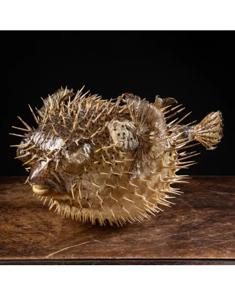 Pesce Istrice - Diodon Histrix
