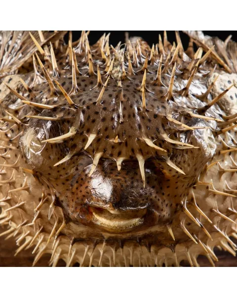 Pesce Istrice - Diodon Histrix