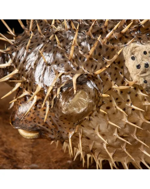 Pesce Istrice - Diodon Histrix