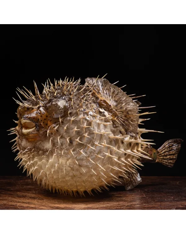 Pesce Istrice - Diodon Histrix