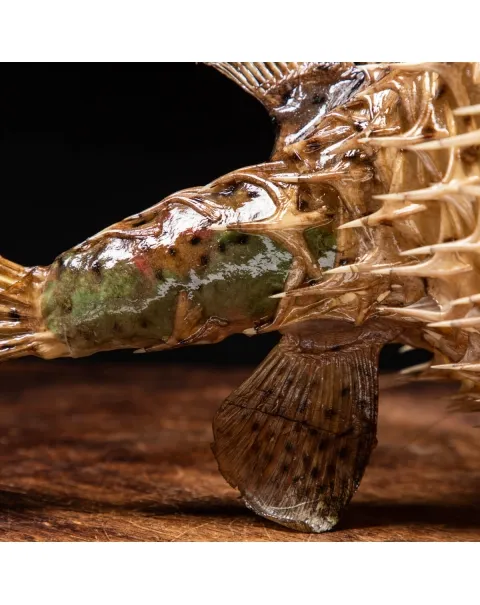 Pesce Istrice - Diodon Histrix