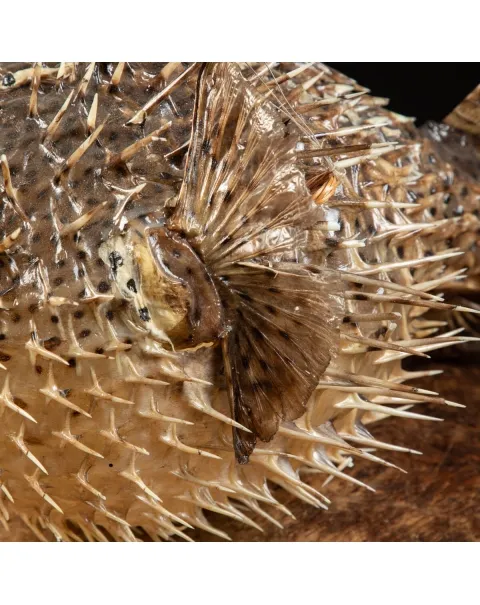 Pesce Istrice - Diodon Histrix