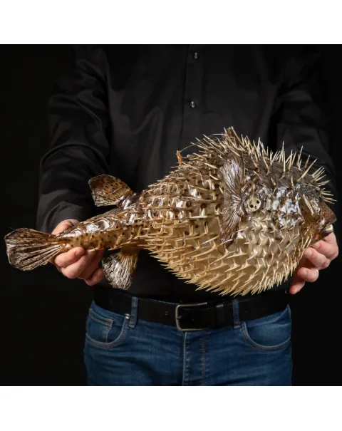 Pesce Istrice - Diodon Histrix