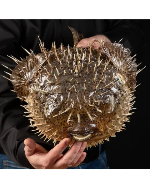 Pesce Istrice - Diodon Histrix