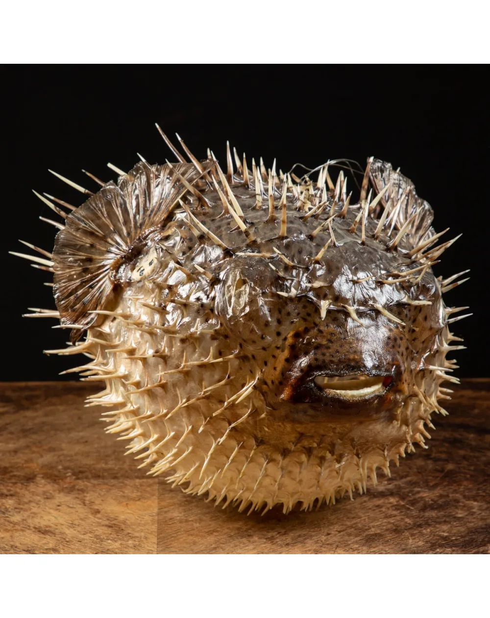 Pesce Istrice - Diodon Histrix