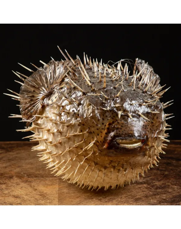 Pesce Istrice - Diodon Histrix