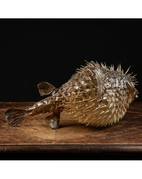 Pesce Istrice - Diodon Histrix