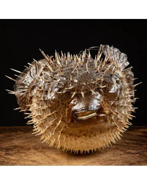 Pesce Istrice - Diodon Histrix