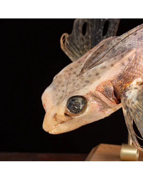 Dactylopterus Volitans – Pesce Volante.