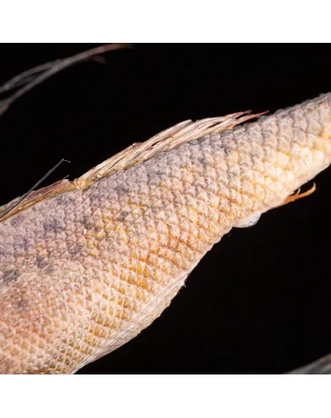 Dactylopterus Volitans – Pesce Volante.