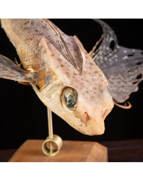 Dactylopterus Volitans – Pesce Volante.