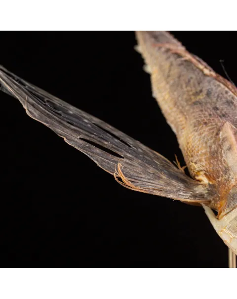 Dactylopterus Volitans – Pesce Volante.