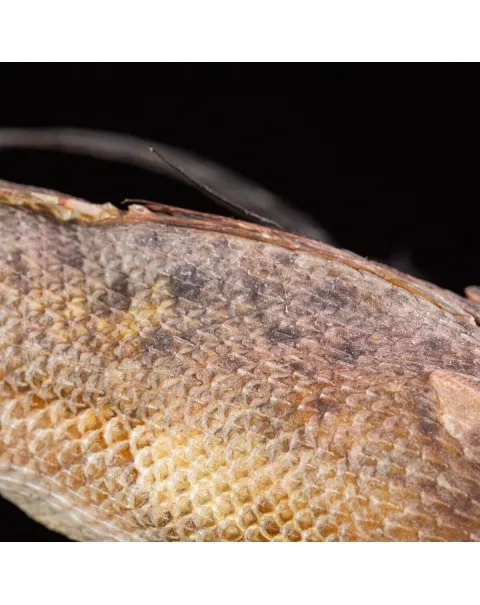 Dactylopterus Volitans – Pesce Volante.