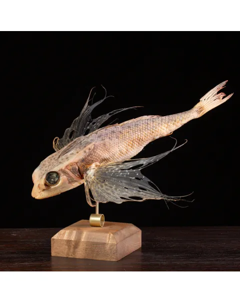 Dactylopterus Volitans – Pesce Volante.