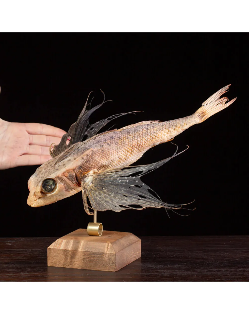 Dactylopterus Volitans – Pesce Volante.