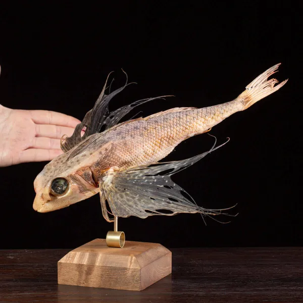 Dactylopterus Volitans – Pesce Volante.