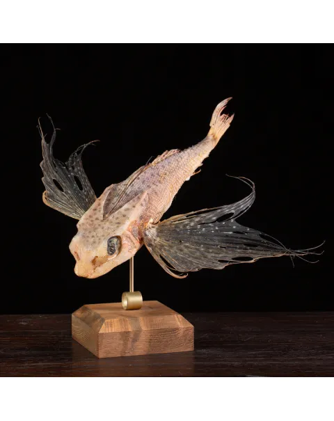 Dactylopterus Volitans – Pesce Volante.