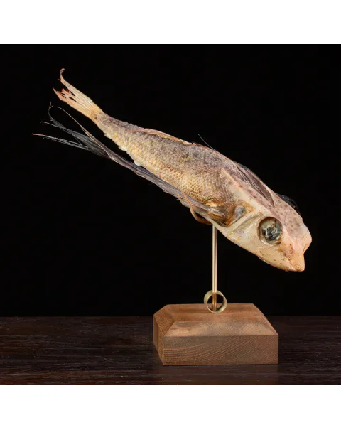 Dactylopterus Volitans – Pesce Volante.