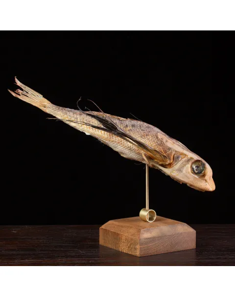 Dactylopterus Volitans – Pesce Volante.
