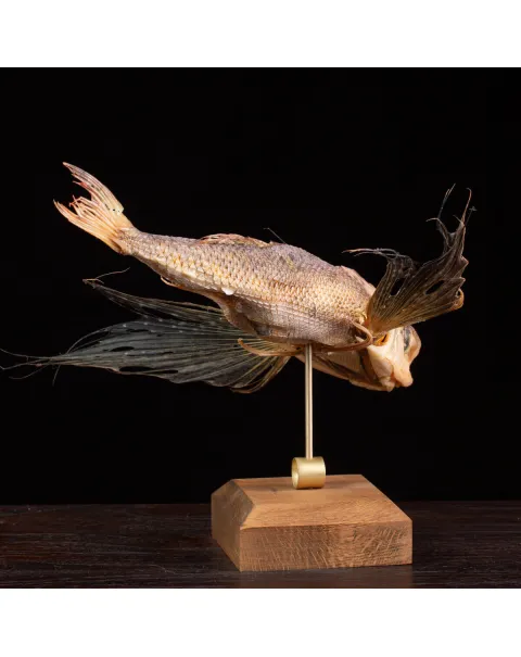 Dactylopterus Volitans – Pesce Volante.
