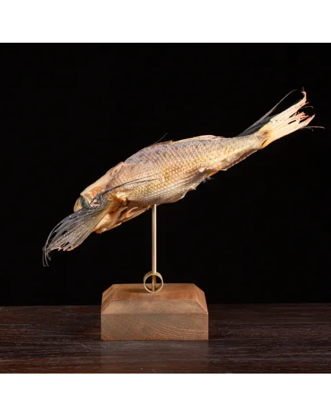 Dactylopterus Volitans – Pesce Volante.