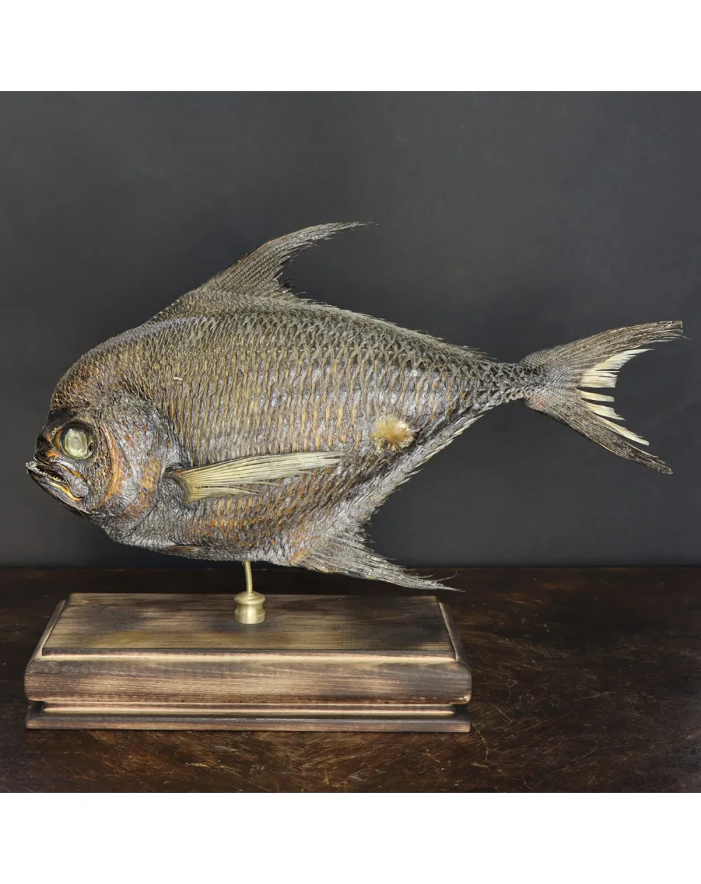 Pomfret Taractes Rubescens - Bramidae Sp.