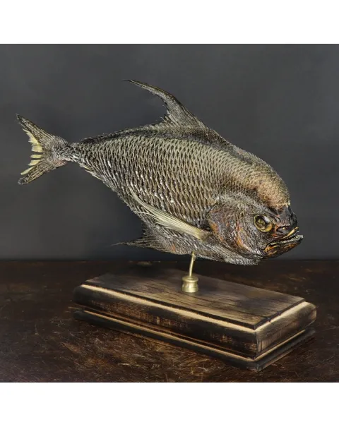 Pomfret Taractes Rubescens - Bramidae Sp.