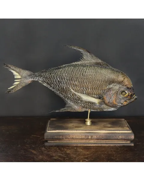 Pomfret Taractes Rubescens - Bramidae Sp.