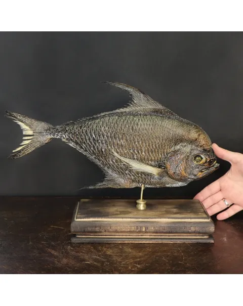 Pomfret Taractes Rubescens - Bramidae Sp.
