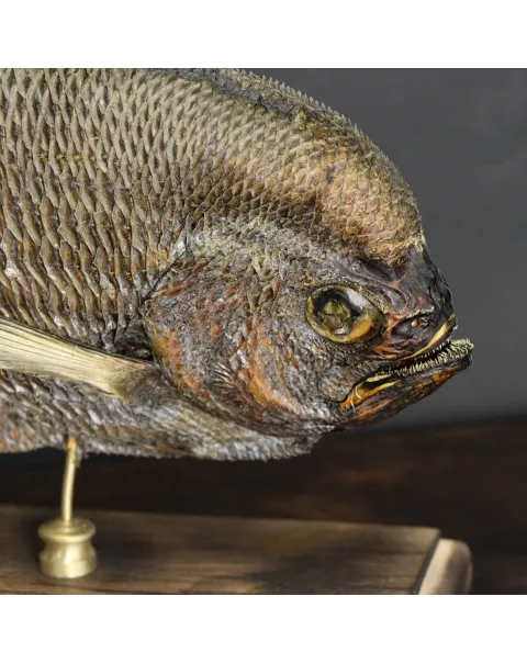 Pomfret Taractes Rubescens - Bramidae Sp.