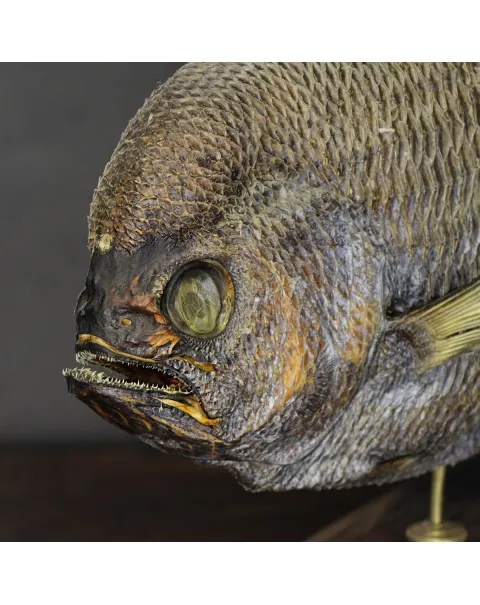 Pomfret Taractes Rubescens - Bramidae Sp.