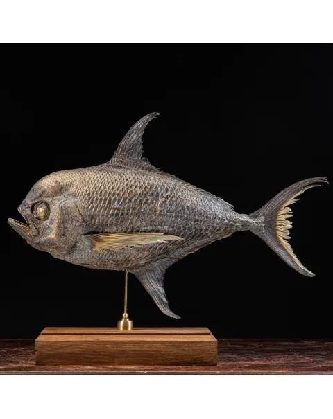 Pomfret Taractes Rubescens - Bramidae Sp.
