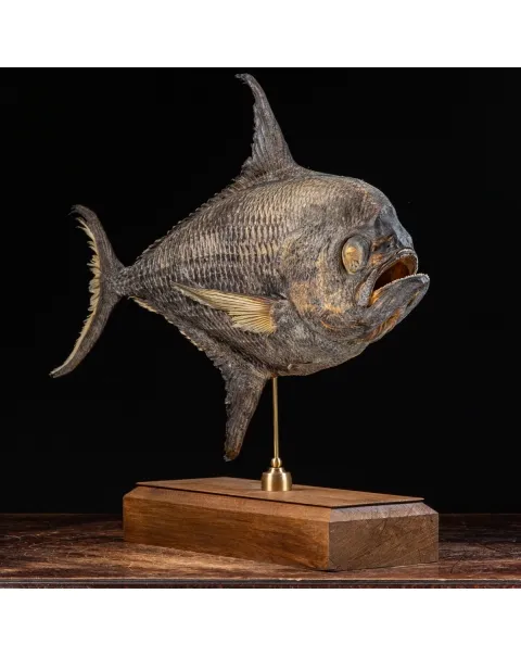 Pomfret Taractes Rubescens - Bramidae Sp.
