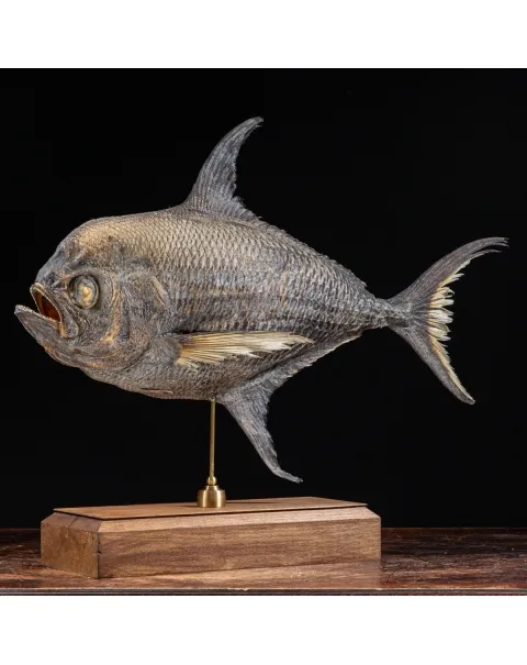Pomfret Taractes Rubescens - Bramidae Sp.