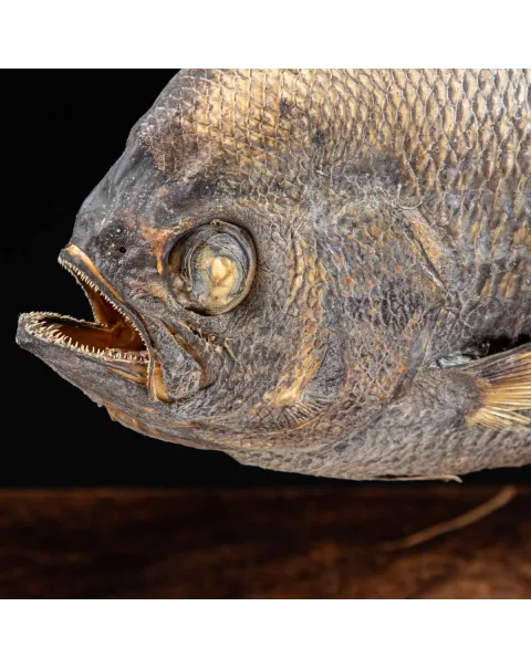 Pomfret Taractes Rubescens - Bramidae Sp.