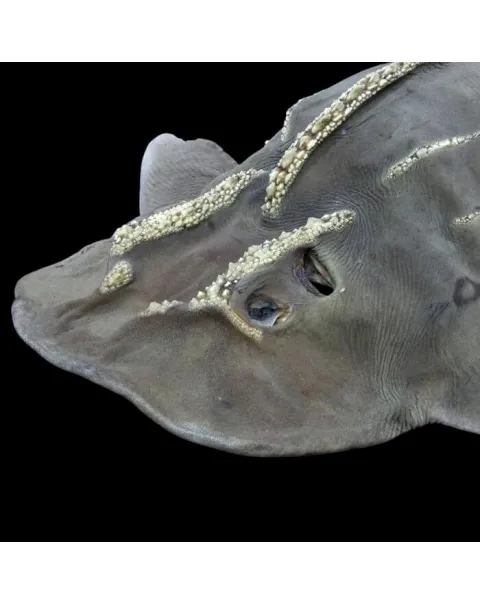 Rhina Ancylostoma – Alieno del Mare