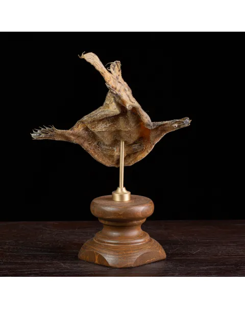 Synanceia Verrucosa – Pietra Vivente.