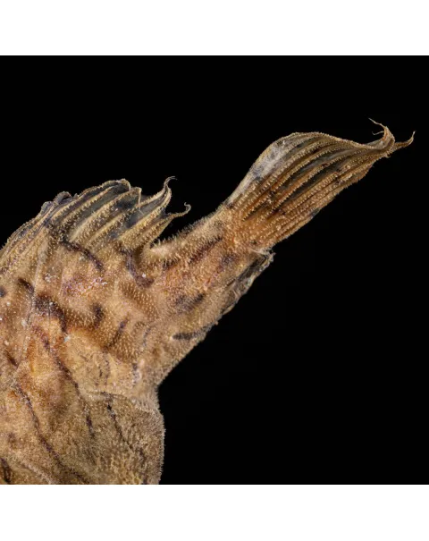 Synanceia Verrucosa – Pietra Vivente.