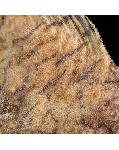 Synanceia Verrucosa – Pietra Vivente.