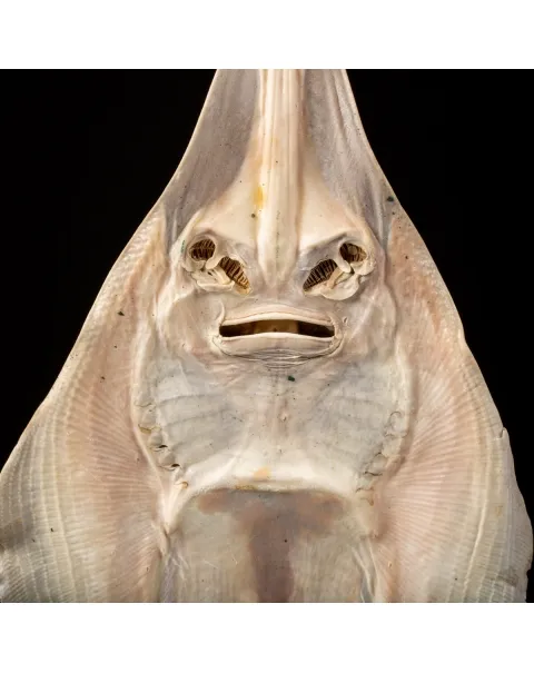 Rhinobatos productus