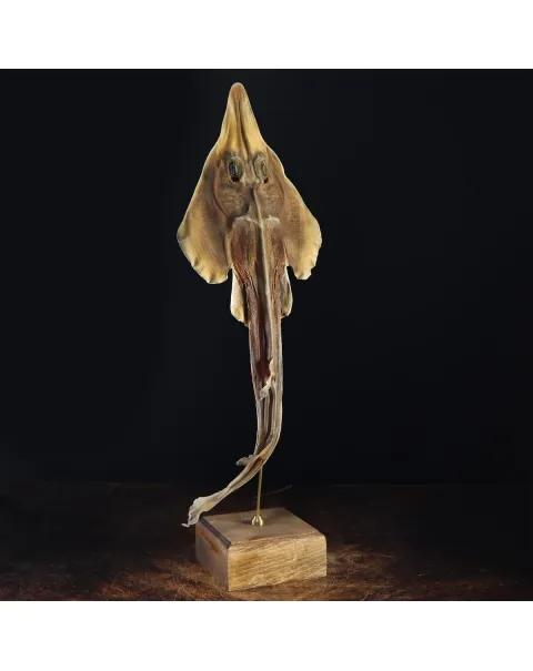 Rhinobatos productus