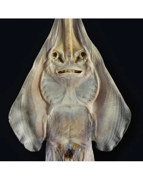 Rhinobatos productus