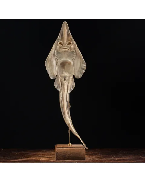 Rhinobatos productus
