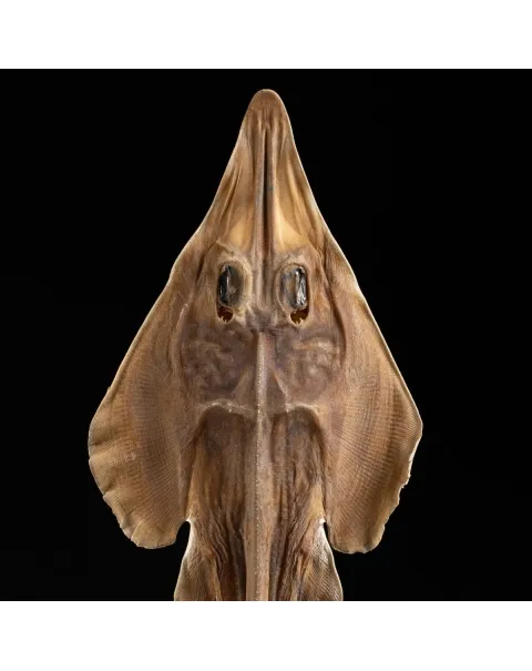 Rhinobatos productus