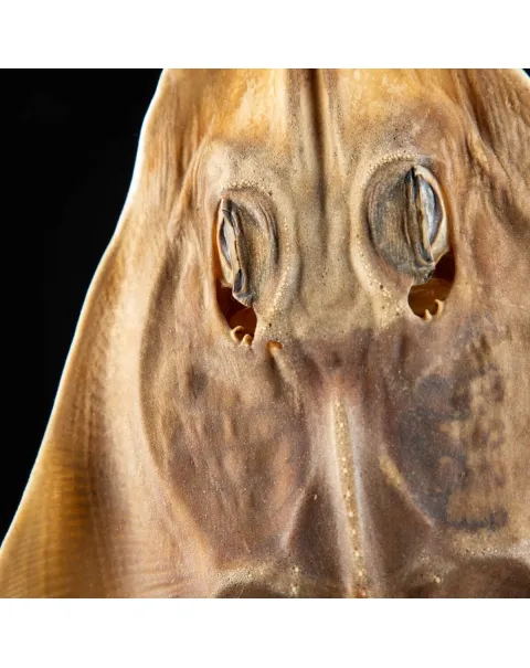 Rhinobatos productus