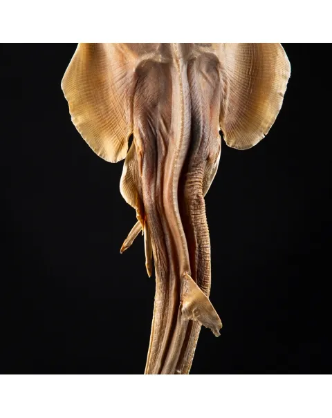 Rhinobatos productus